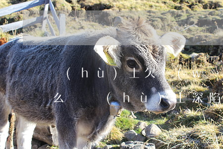 護(hù)士欠網(wǎng)貸幾十萬怎么辦，護(hù)士深陷網(wǎng)貸困境：數(shù)十萬元債務(wù)如何解決？